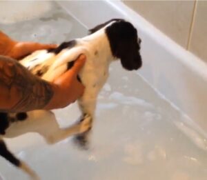 Jess's puppy Sam having his first bath